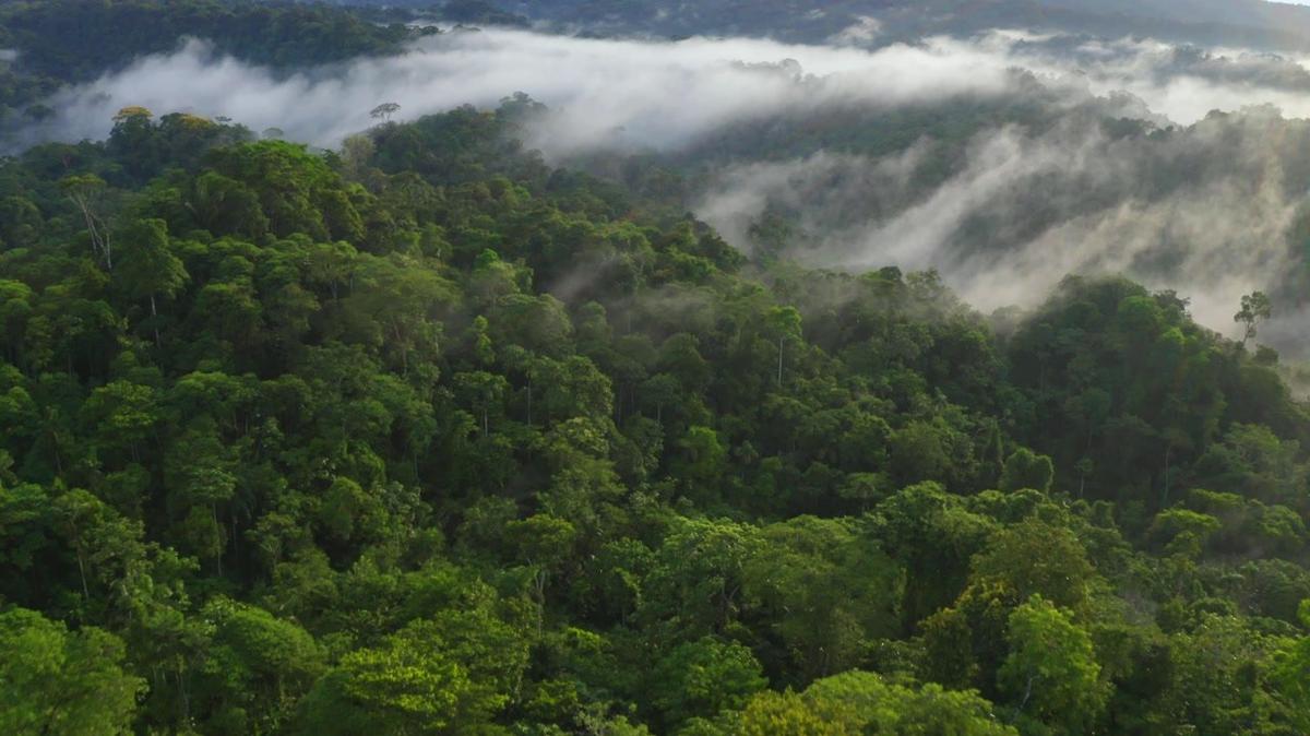 Aerial Tropical Forest