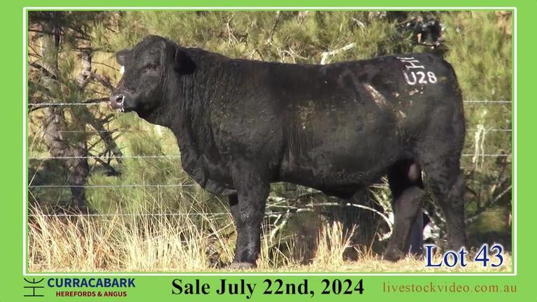 Lot 43