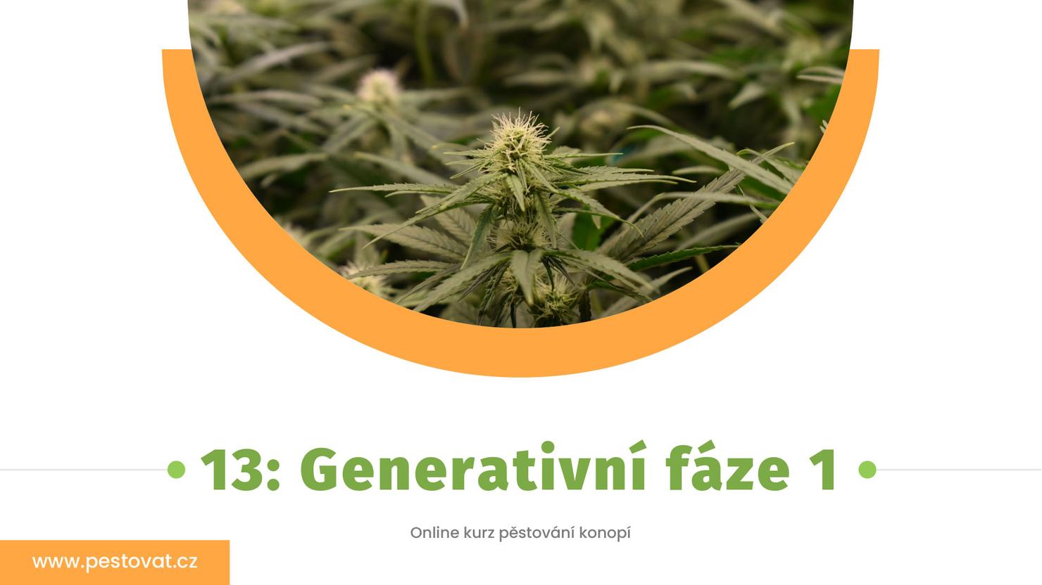 13. Lekce: Generativní fáze 1