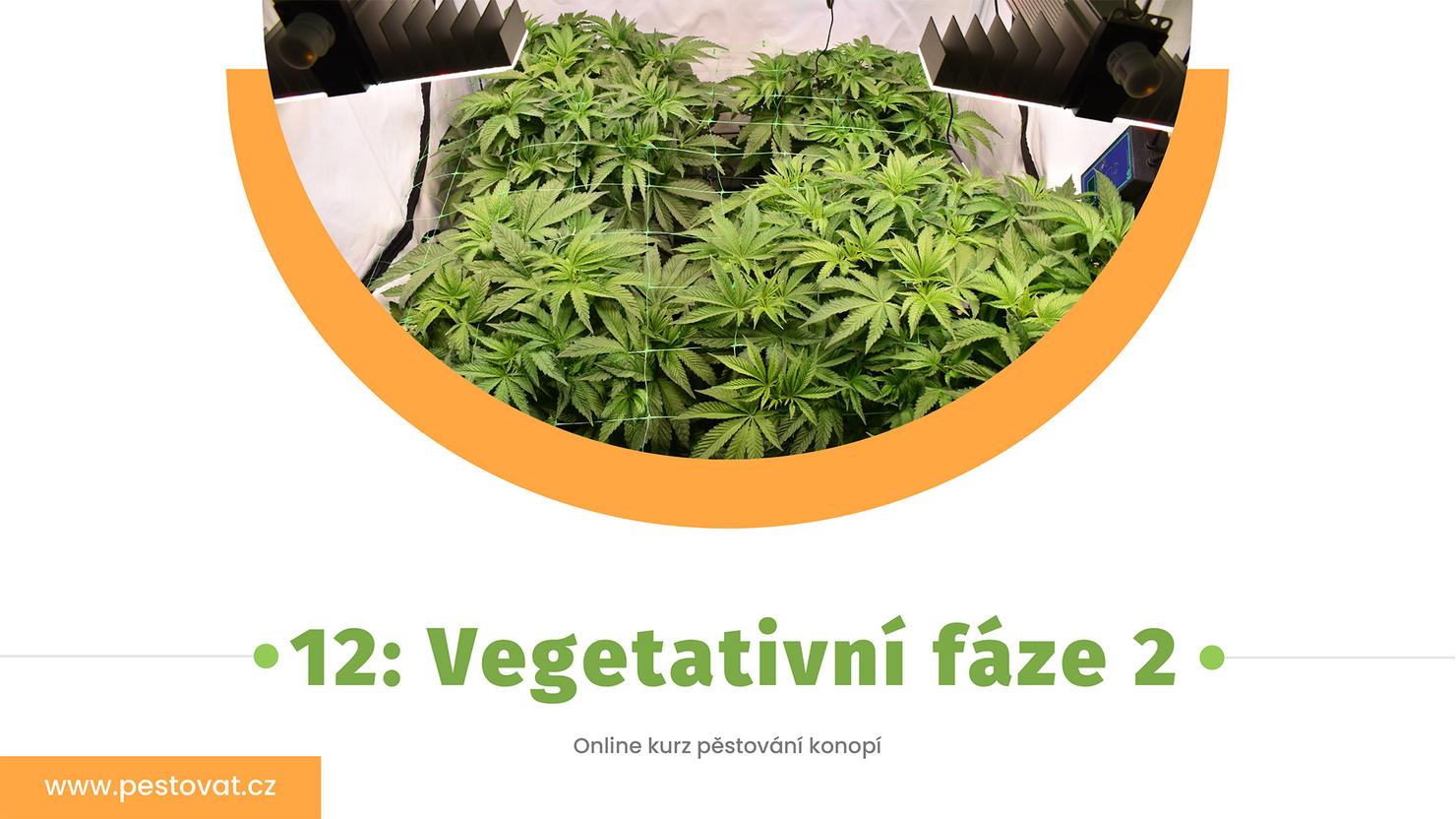 12. lekce: Vegetativní fáze 2