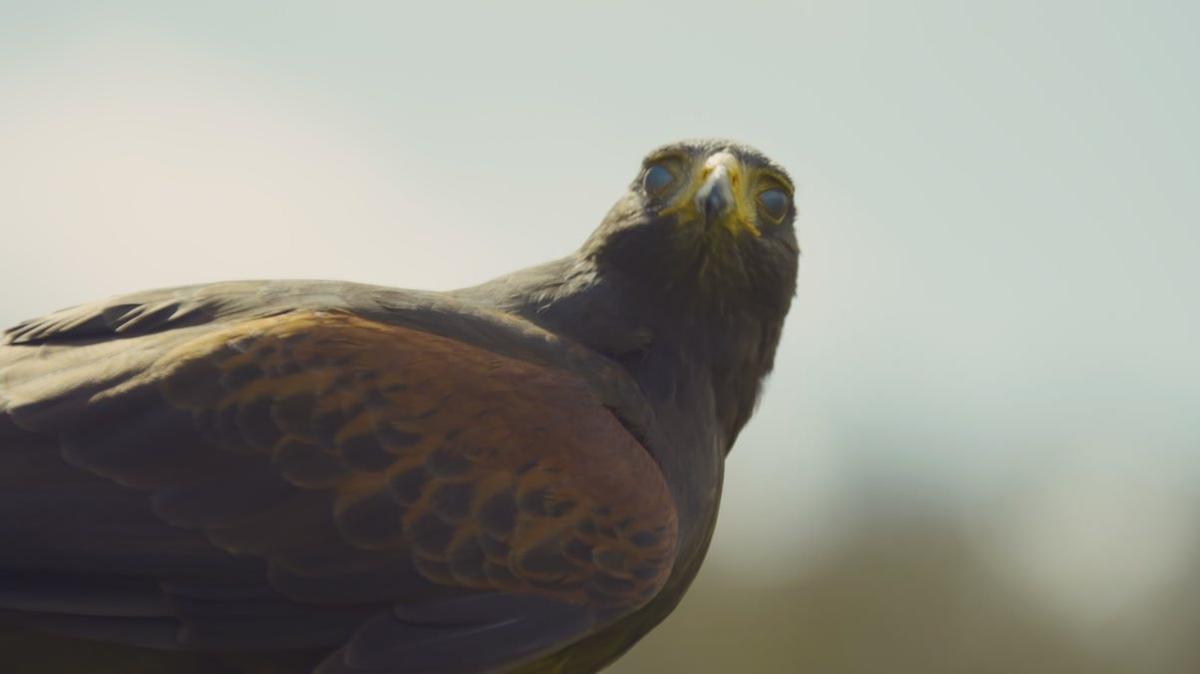 Hawk Harris Bird Of Prey Documentary