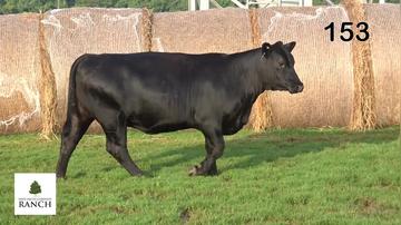 Lot 153 M162
