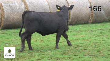 Lot 166 M296