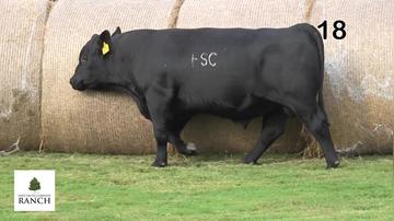 Lot 18 M071