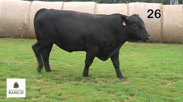 Lot 26 M132