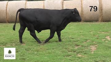 Lot 79 M244