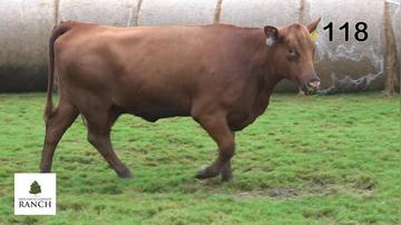 Lot 118 L211