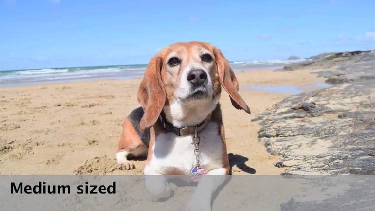 Why Beagles for testing06