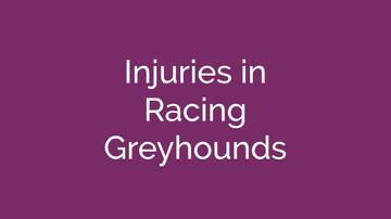 Greyhound Racing