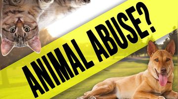 Should Cats &amp; Dogs Be Vegan? DEFINITIVE Answer!