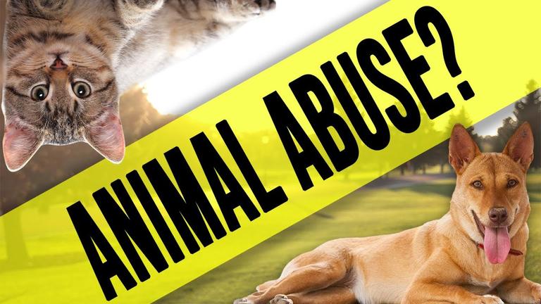 Should Cats &amp; Dogs Be Vegan? DEFINITIVE Answer!