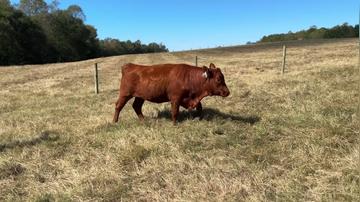 Lot 146 M085