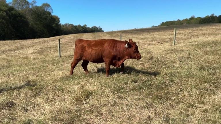Lot 146 M085