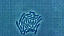 Exponential bacterial growth.gif
