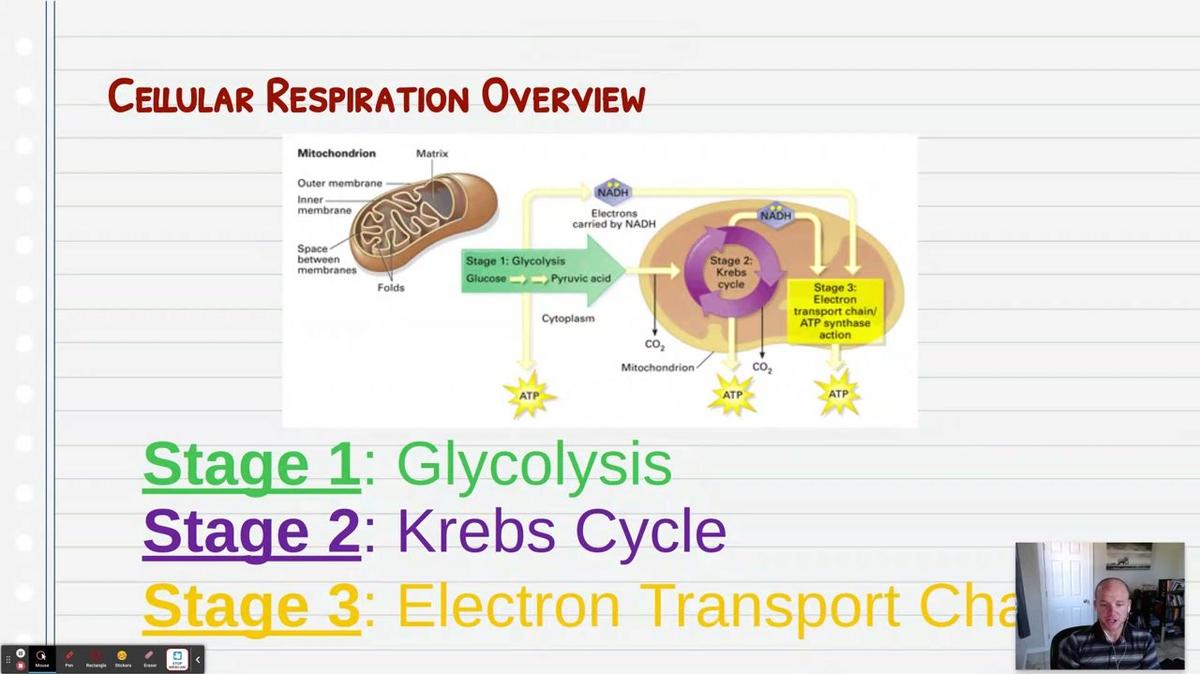 Topic 9: Krebs Cycle/Citric Acid Cycle