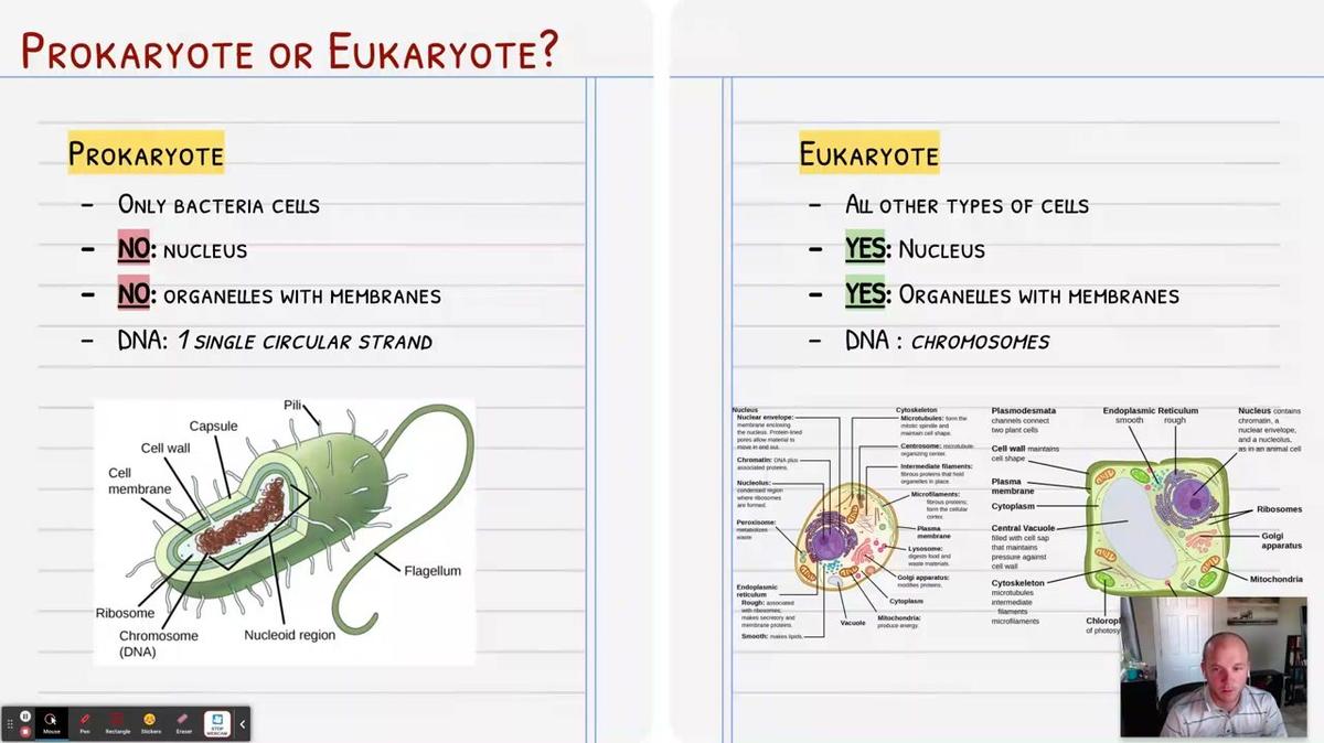 Topic 6: Prokaryote vs Eukaryote