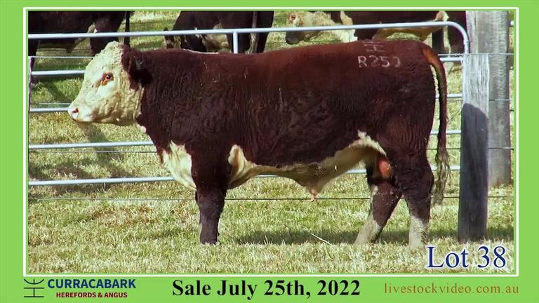 Lot 38 Curracabark 2022