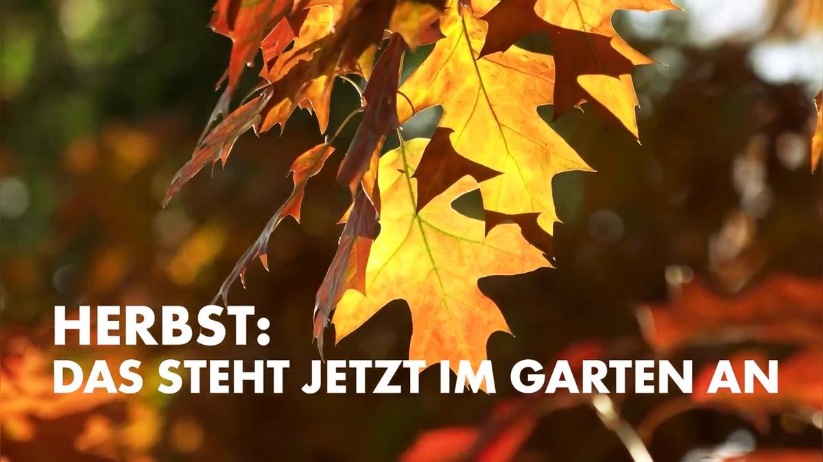 Herbst: Das steht jetzt im Garten an