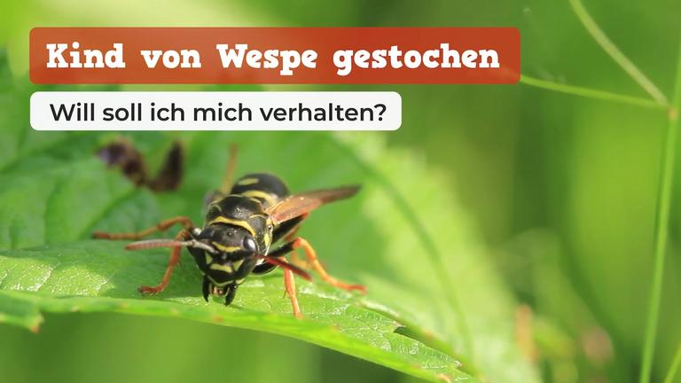 Kind von Wespe gestochen: Wie soll ich mich verhalten?