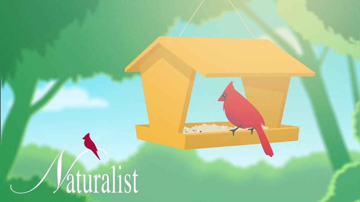 Bird Houses