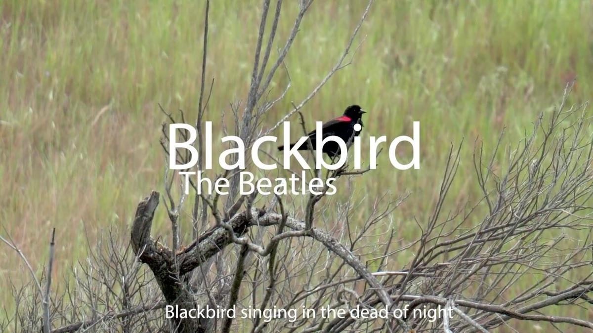 Blackbird Sequence 02.mp4