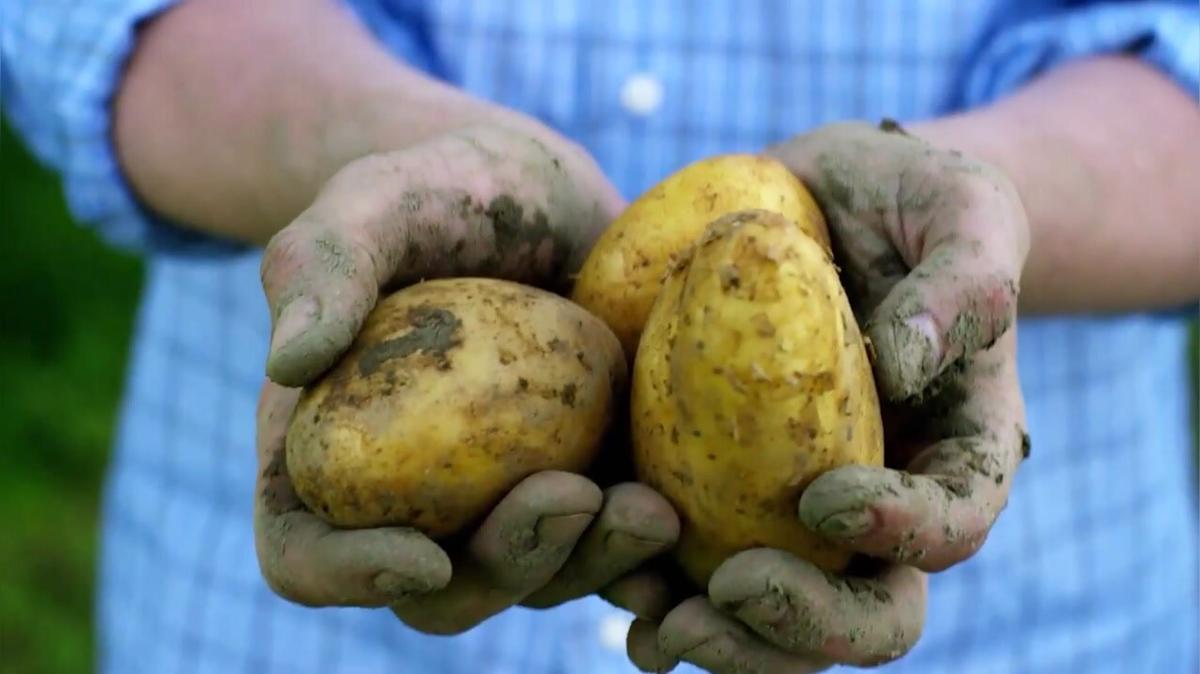 Gemüsegarten für Anfänger: 3 Gemüsearten, die jeder hinkriegt