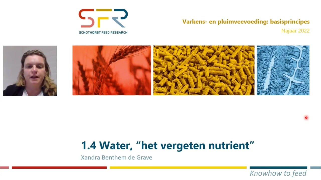 Varkens- en pluimveevoeding basis - 1.4 Water het vergeten nutrient