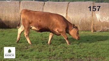 Lot 157 M092