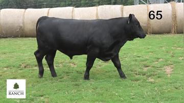 Lot 65 M275