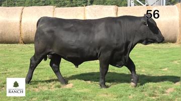 Lot 56 M170