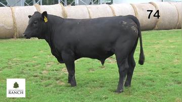 Lot 74 M201