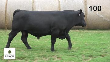 Lot 100 M264