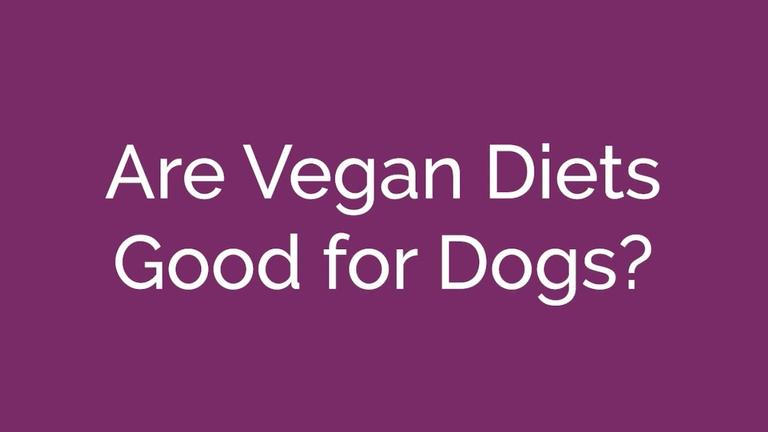 Are Vegan Diets Good for Dogs?