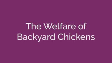 The Welfare of Backyard Chickens