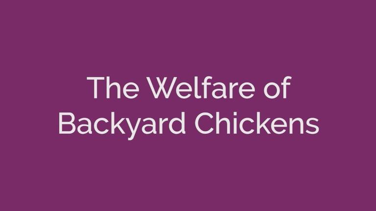 The Welfare of Backyard Chickens
