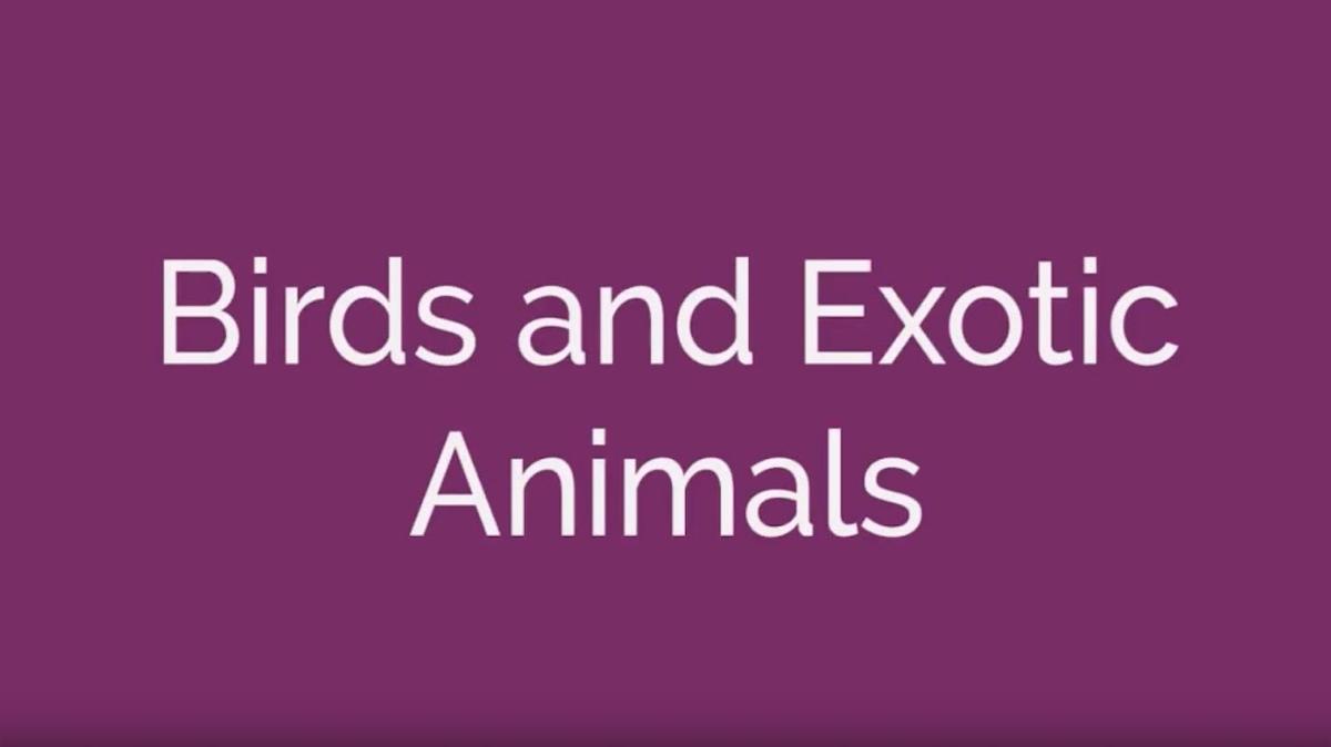 Birds and Exotic Animals
