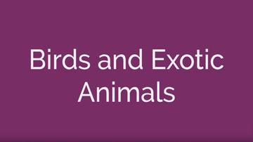 Birds and Exotic Animals