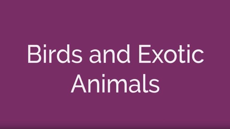 Birds and Exotic Animals