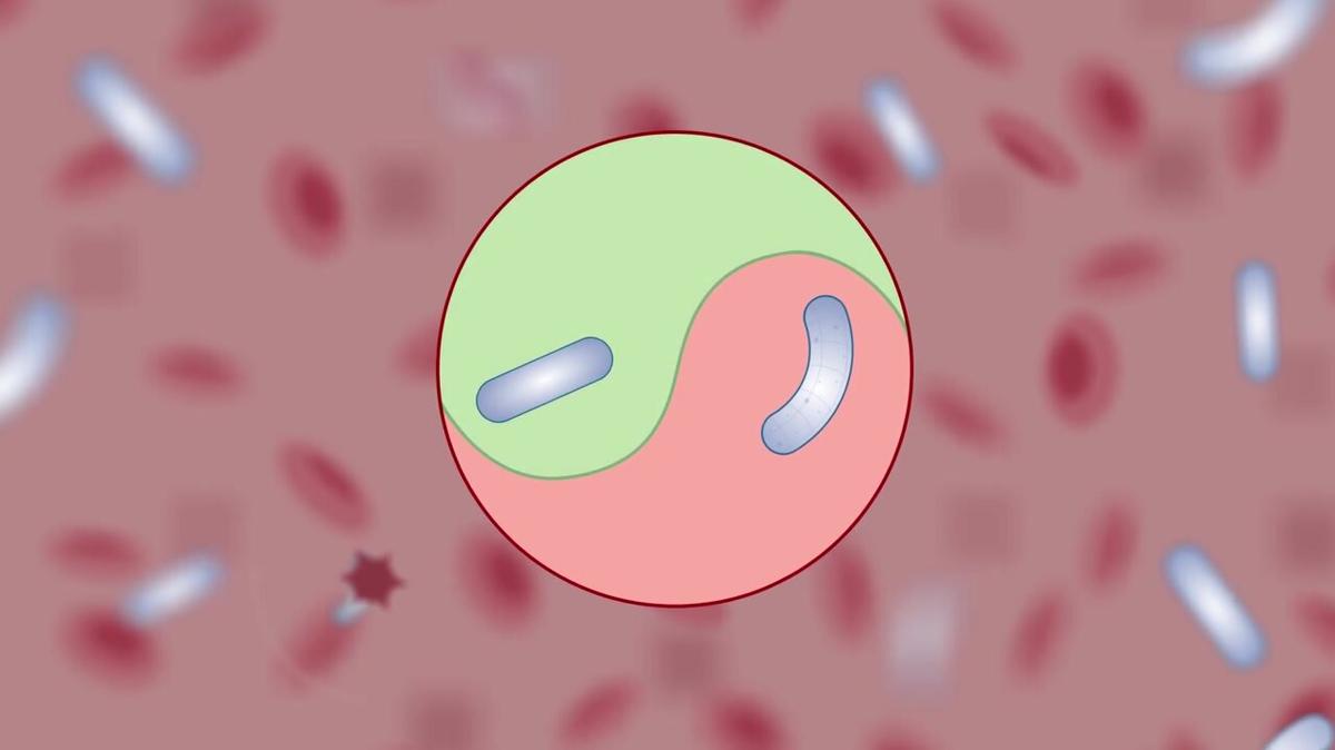 Gut Health Test explained