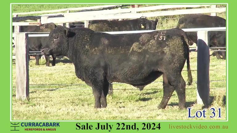Lot 31