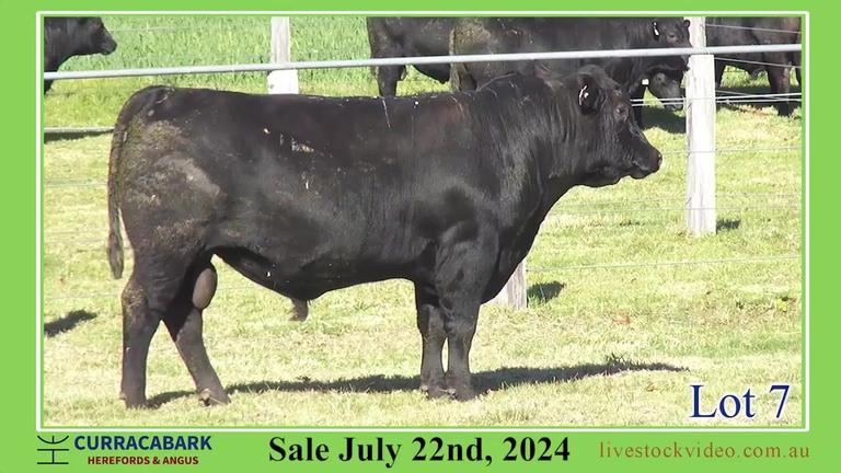 Lot 7