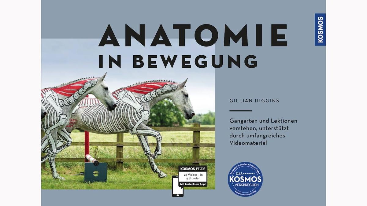 026 Aufwärtssprünge – Higgins, Anatomie in Bewegung