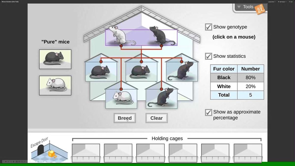 heterozygous and homozygous recessive parents
