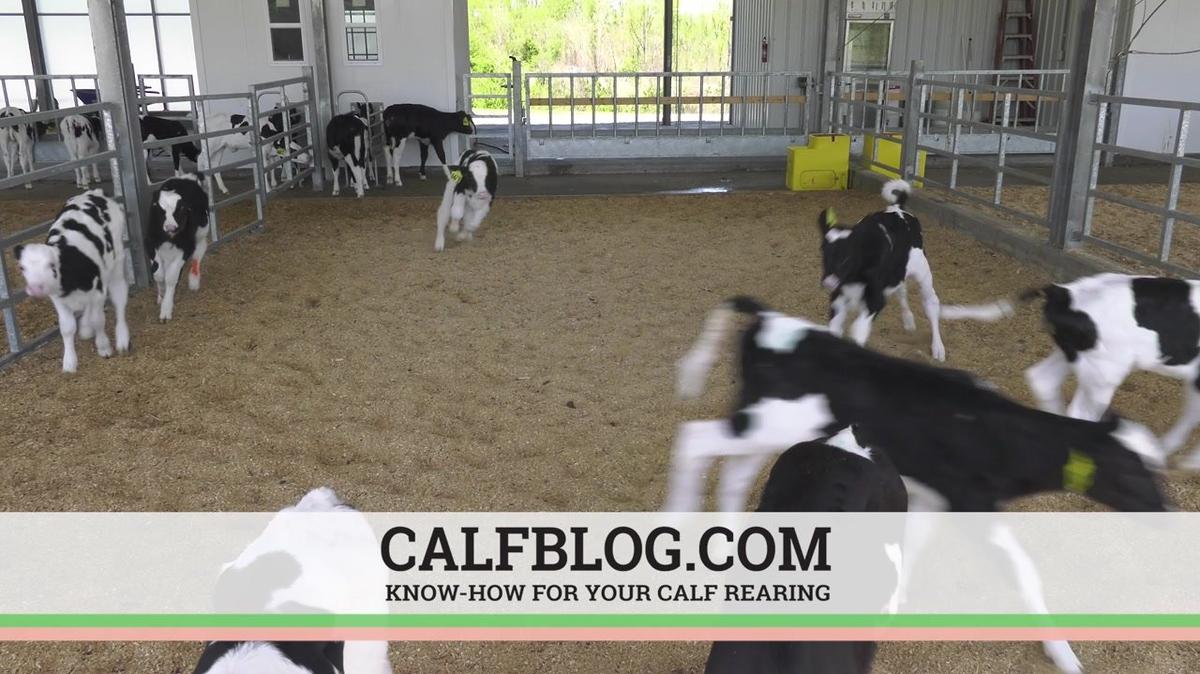 Calf Blog Bob Intro 2021.1 050421 YT