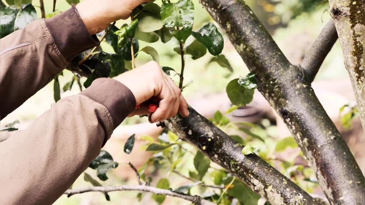 Obstbaumschnitt: So werden Wassertriebe richtig entfernt