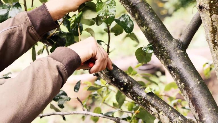 Obstbaumschnitt: So werden Wassertriebe richtig entfernt