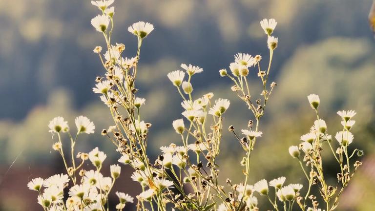Blumenwiese anlegen