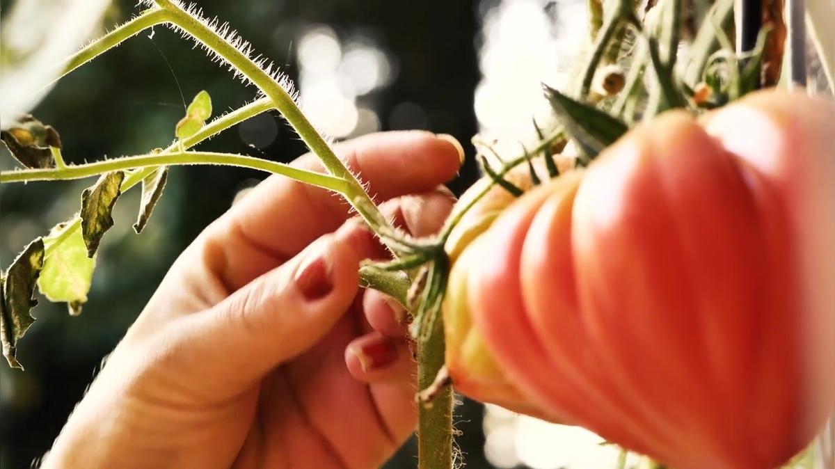 Tomaten richtig ausgeizen