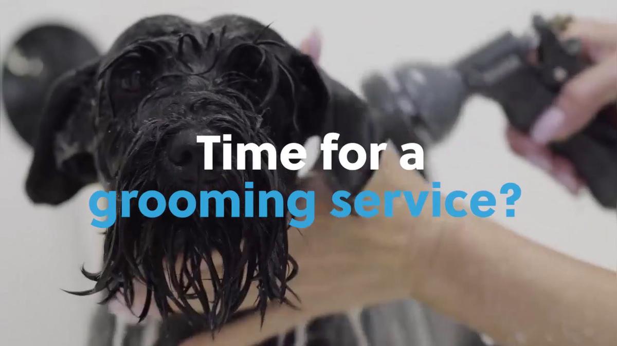Dog Grooming in Fountain Hills AZ, Pawsitivity Salon &amp; Pet Services, Zusias, LLC