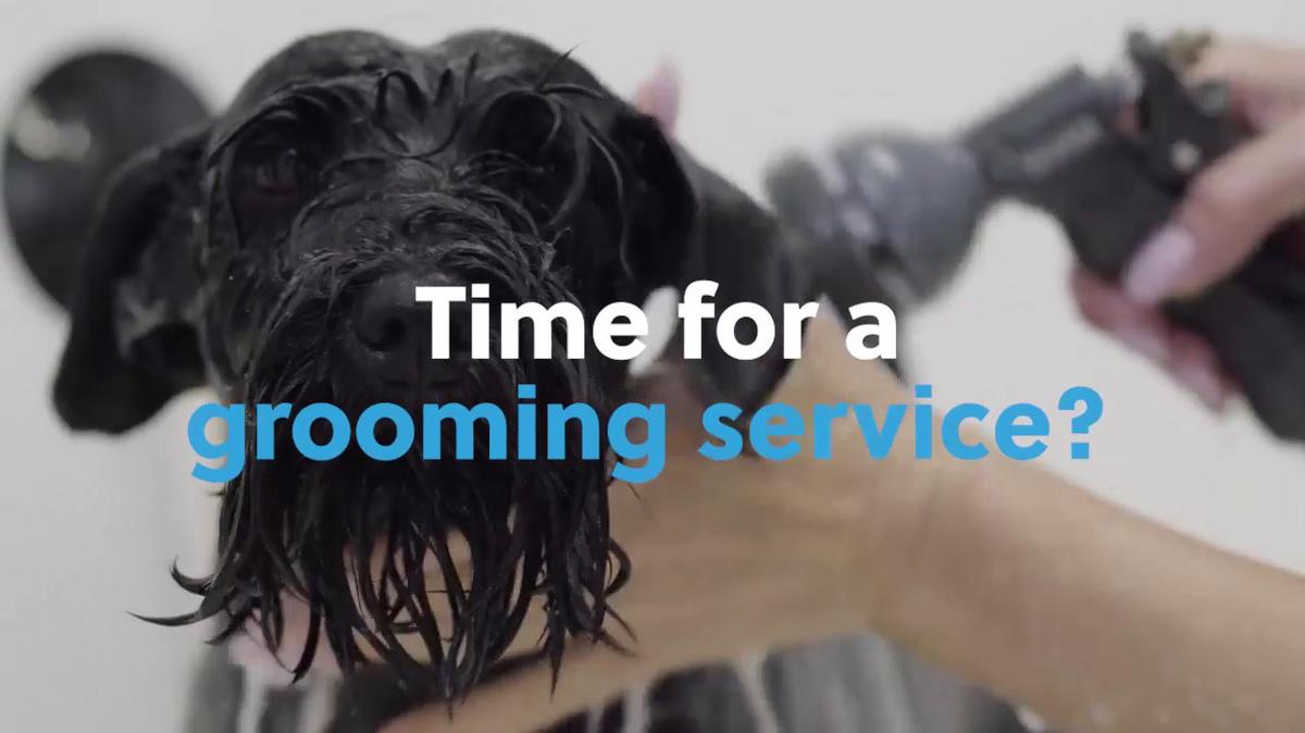 Dog Grooming in Fountain Hills AZ, Pawsitivity Salon & Pet Services, Zusias, LLC